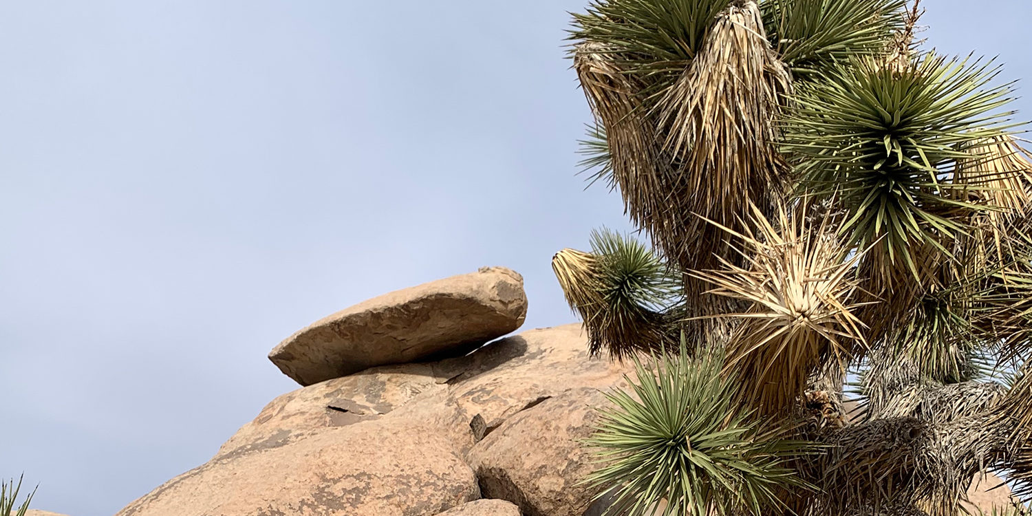 Desert marketing services Desert marketing services