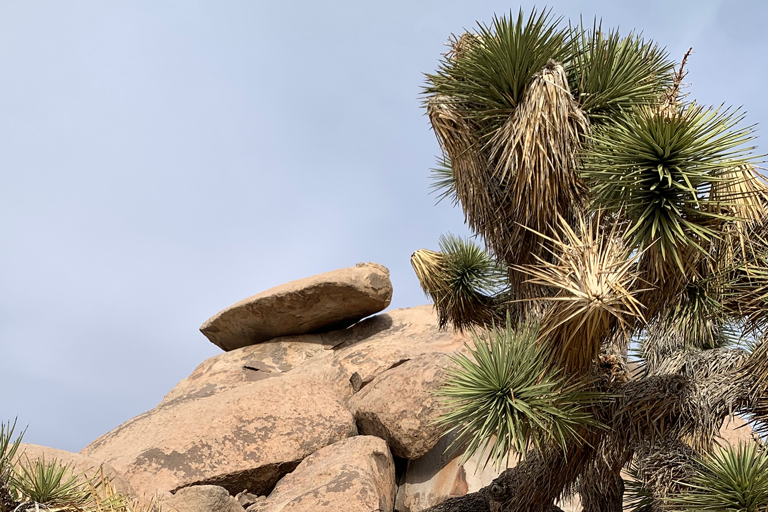 Desert marketing services